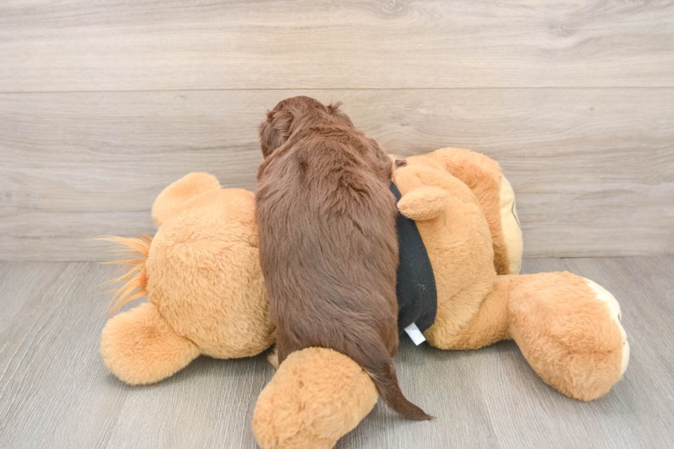 Cute Doxie Purebred Puppy