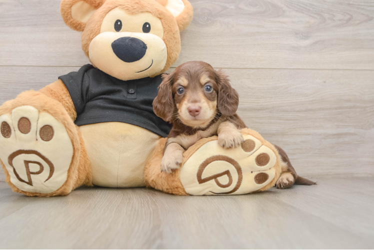 Dachshund Pup Being Cute