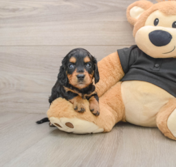 6 week old Dachshund Puppy For Sale - Lone Star Pups