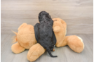 Cute Doxie Purebred Puppy