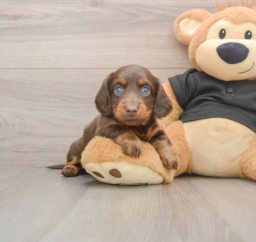 5 week old Dachshund Puppy For Sale - Lone Star Pups