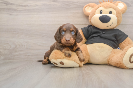 ABIGAIL, a Dachshund littermate