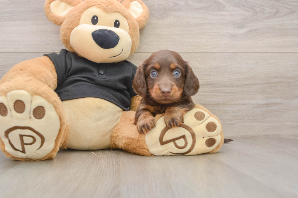 Dachshund Pup Being Cute