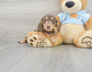 5 week old Dachshund Puppy For Sale - Lone Star Pups