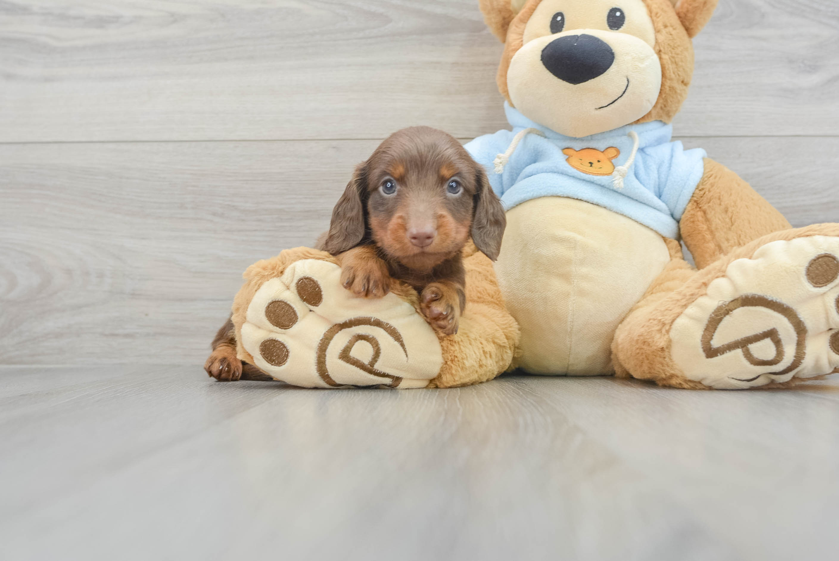 Cute Dachshund Purebred Pup