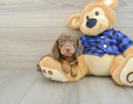 6 week old Dachshund Puppy For Sale - Lone Star Pups