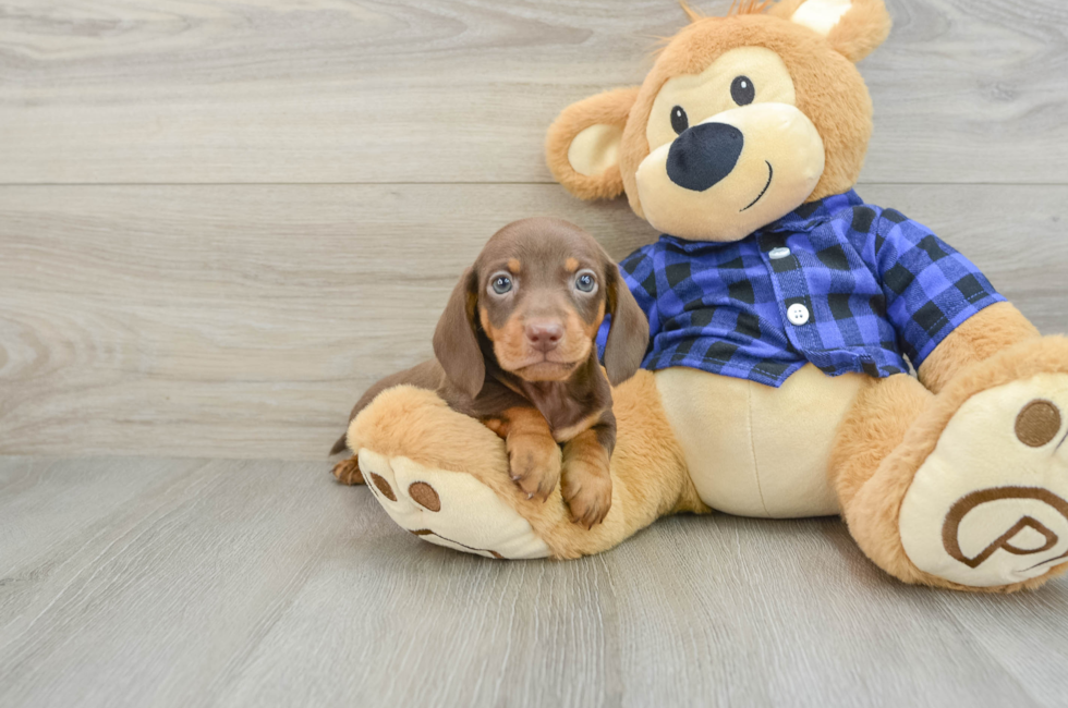 6 week old Dachshund Puppy For Sale - Lone Star Pups