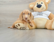 5 week old Dachshund Puppy For Sale - Lone Star Pups