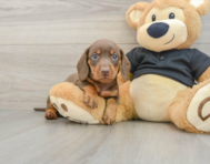 5 week old Dachshund Puppy For Sale - Lone Star Pups