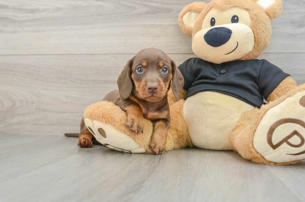 5 week old Dachshund Puppy For Sale - Lone Star Pups