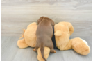 Dachshund Pup Being Cute