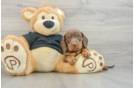 Cute Doxie Purebred Puppy