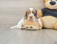 5 week old Dachshund Puppy For Sale - Lone Star Pups