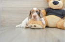 Cute Dachshund Purebred Pup