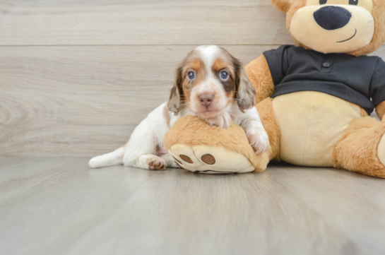 Cute Dachshund Purebred Pup