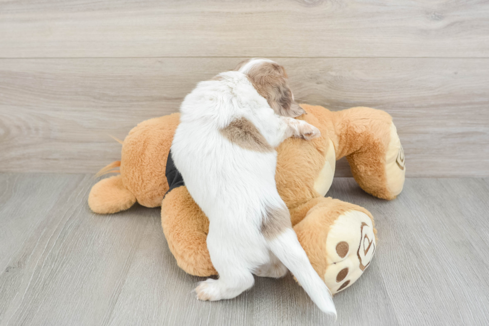 Cute Doxie Purebred Puppy