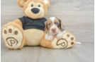 Cute Dachshund Purebred Pup
