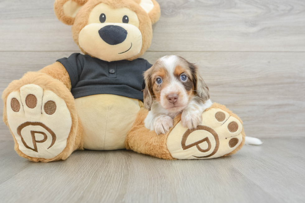 Cute Dachshund Purebred Pup