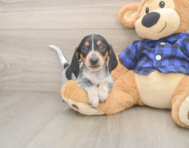 5 week old Dachshund Puppy For Sale - Lone Star Pups