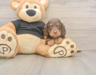6 week old Dachshund Puppy For Sale - Lone Star Pups