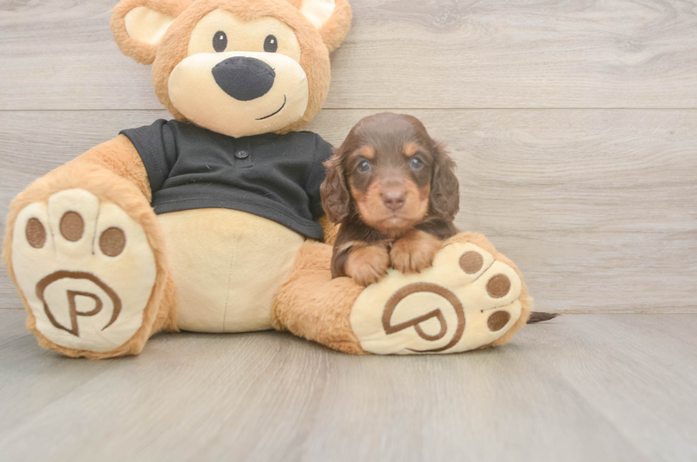 6 week old Dachshund Puppy For Sale - Lone Star Pups