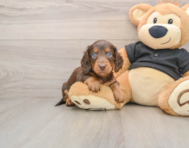 5 week old Dachshund Puppy For Sale - Lone Star Pups