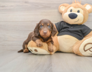 5 week old Dachshund Puppy For Sale - Lone Star Pups