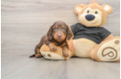 Cute Dachshund Purebred Pup