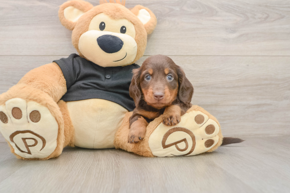 Dachshund Pup Being Cute
