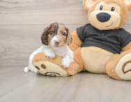 5 week old Dachshund Puppy For Sale - Lone Star Pups