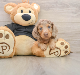 5 week old Dachshund Puppy For Sale - Lone Star Pups