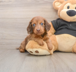 5 week old Dachshund Puppy For Sale - Lone Star Pups