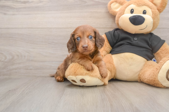 ALEC, a Dachshund littermate