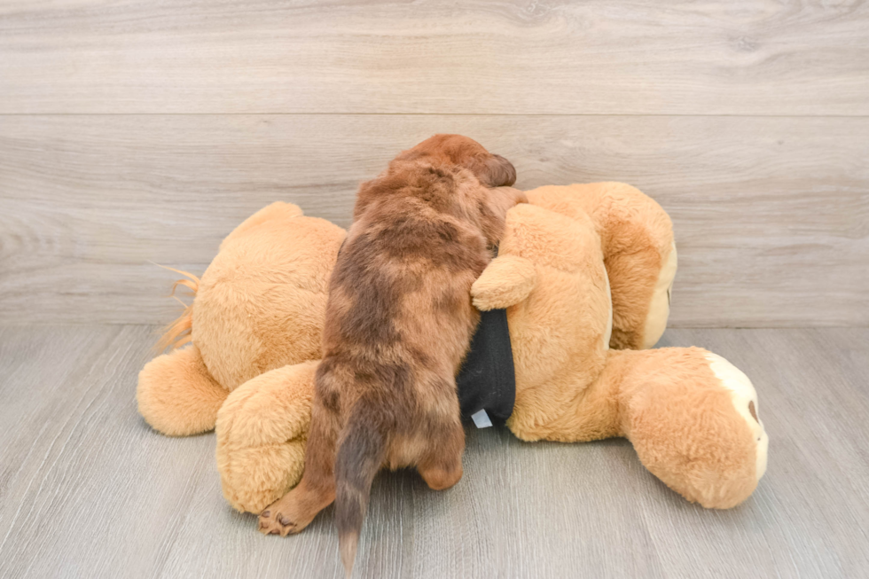 Dachshund Pup Being Cute