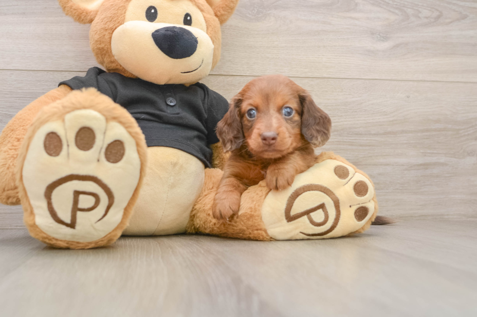 Best Dachshund Baby