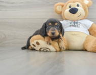 5 week old Dachshund Puppy For Sale - Lone Star Pups