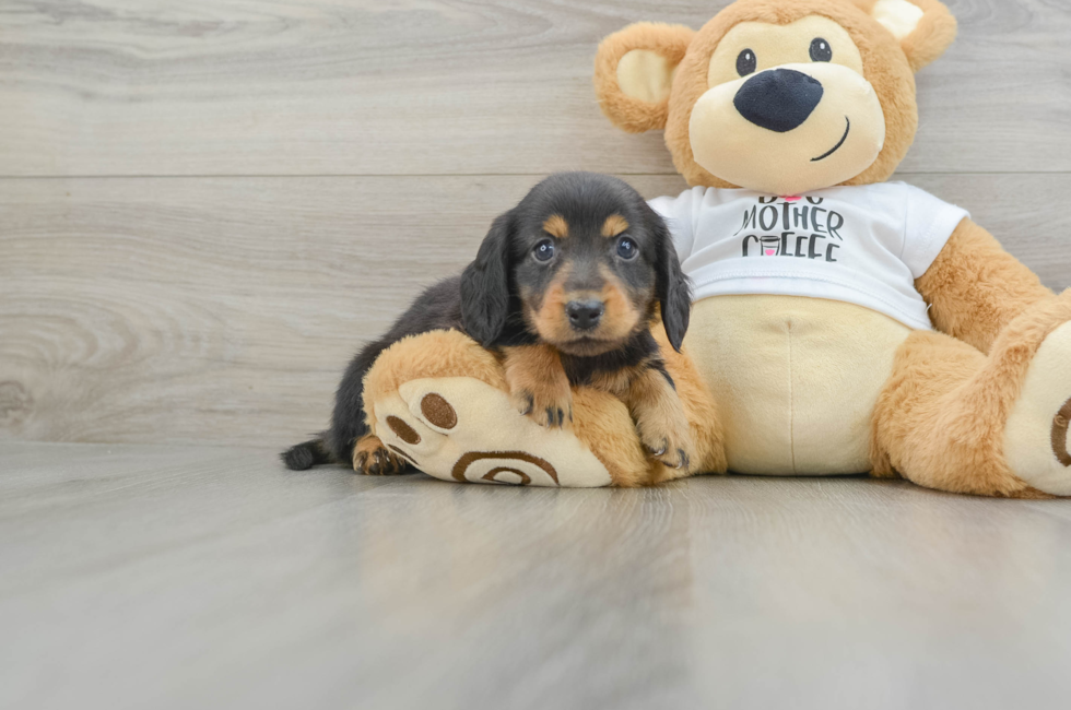 9 week old Dachshund Puppy For Sale - Lone Star Pups