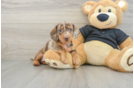 Cute Dachshund Baby