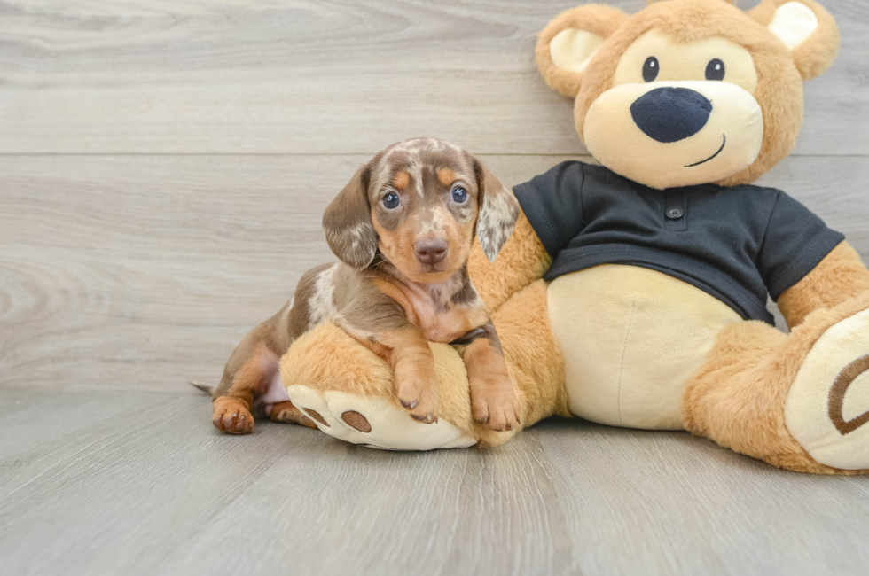 5 week old Dachshund Puppy For Sale - Lone Star Pups