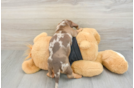 Dachshund Puppy for Adoption