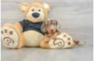 Cute Dachshund Purebred Pup