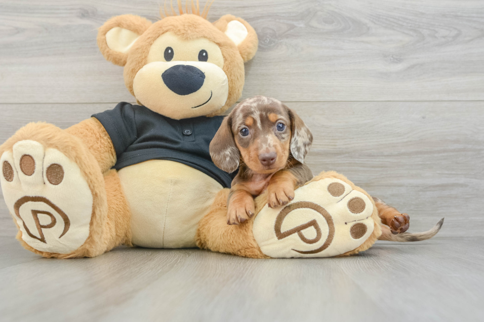 Cute Dachshund Purebred Pup