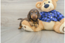 Cute Dachshund Purebred Pup