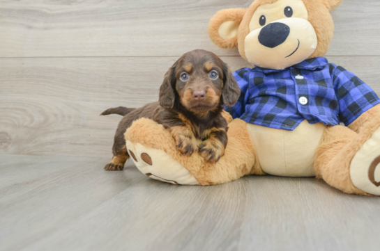 Cute Dachshund Purebred Pup