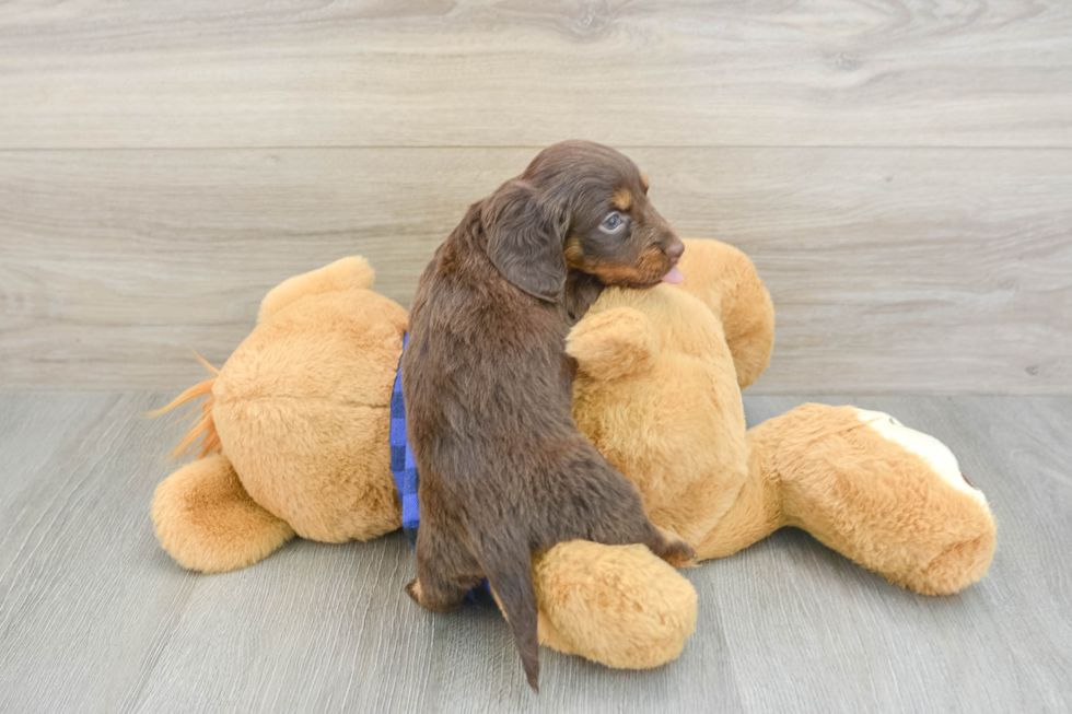 Dachshund Puppy for Adoption