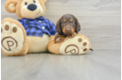 Best Dachshund Baby