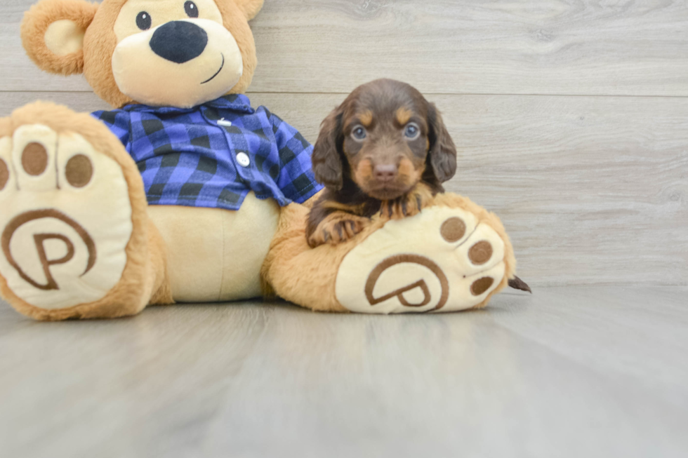 Best Dachshund Baby