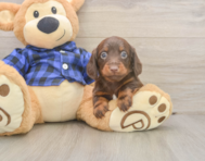 5 week old Dachshund Puppy For Sale - Lone Star Pups