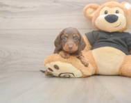 6 week old Dachshund Puppy For Sale - Lone Star Pups