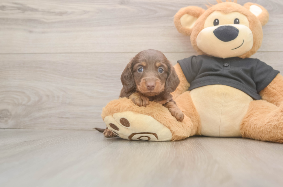 6 week old Dachshund Puppy For Sale - Lone Star Pups